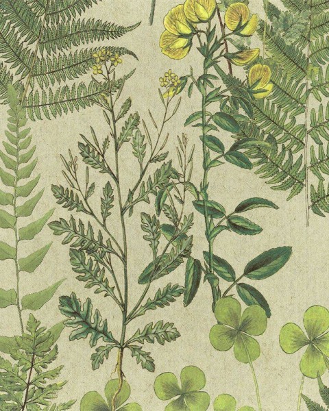 FLAX WALLPAPER | Botanical | FWP-BTN-05